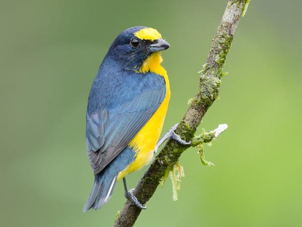 <h3><a href="/trips/costa-rica/biota/animalia/chordata/aves/040 passeriformes/121 fringillidae/euphonia hirundinacea/euphonia hirundinacea-nl.html">Euphonia&nbsp;hirundinacea</a> / Yellow‑throated&nbsp;euphonia / Geelkeelorganist</h3>OM-1 Mark II met OLYMPUS M.150-400mm F4.5, 1/500 sec  bij F4.5, ISO 5000, afstand 5.37&nbsp;m
